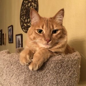 Meet your Posher, Liz